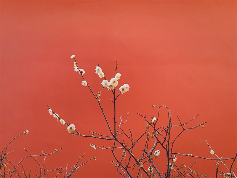 遠山古剎，暗香浮動(圖1)